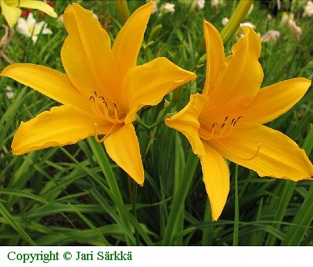 Hemerocallis Hybrida-Ryhm 'George Yeld'